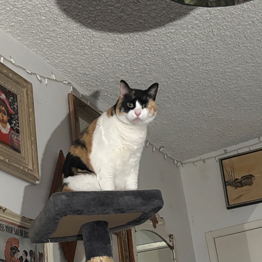 Calico Cat on Gray Cat Tree